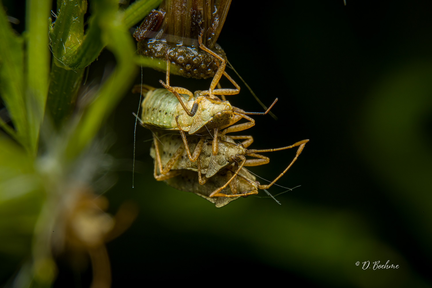 _DSC6818-SharpenAI-Focus.jpg