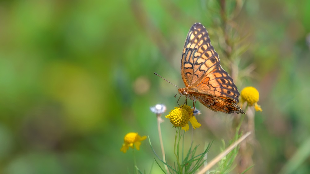 _DSC6961-Edit.jpg