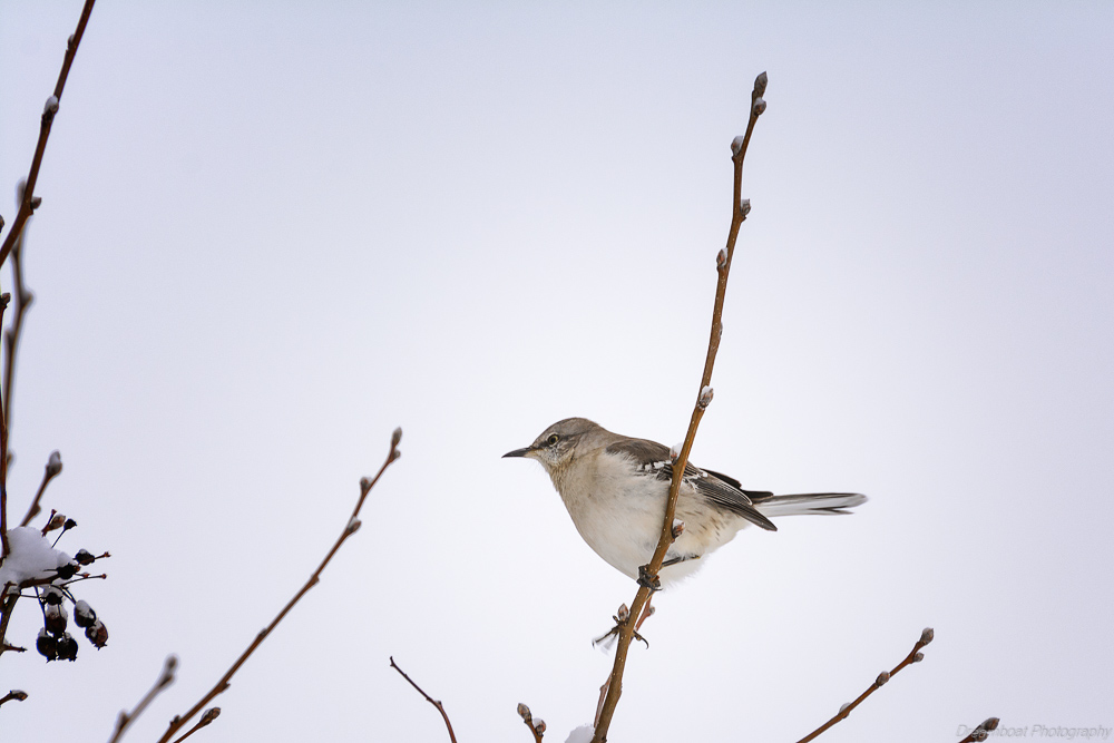 _DSC7002-Edit-2.jpg