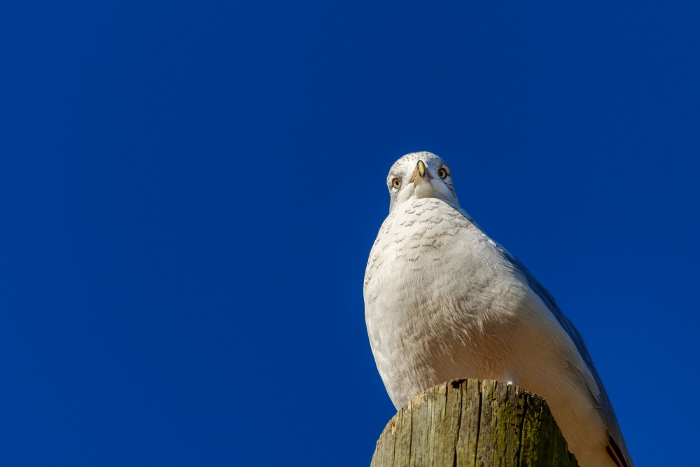 _DSC7066-Edit.jpg