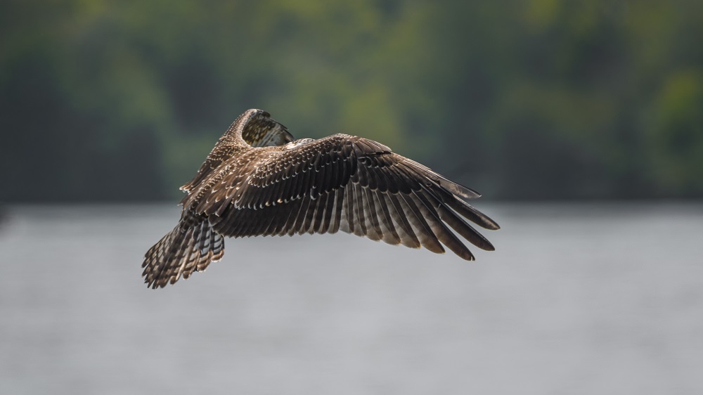_DSC7068-Edit.jpg