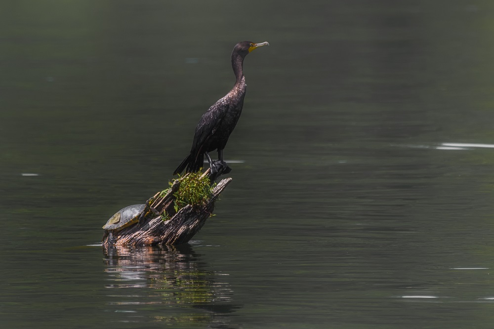 _DSC7090-Edit.jpg