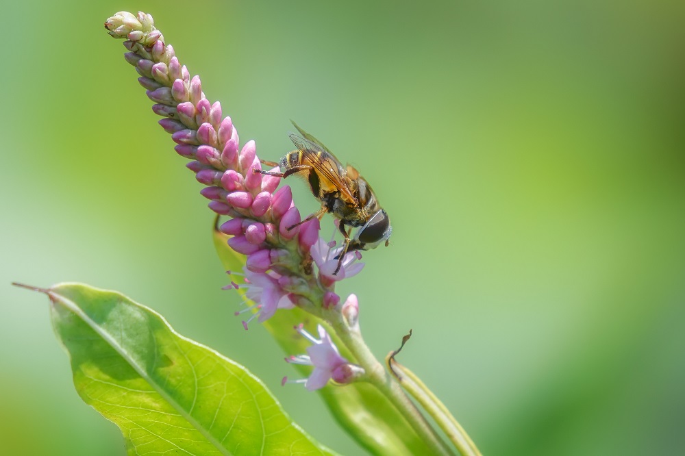 _DSC7111-Edit.jpg