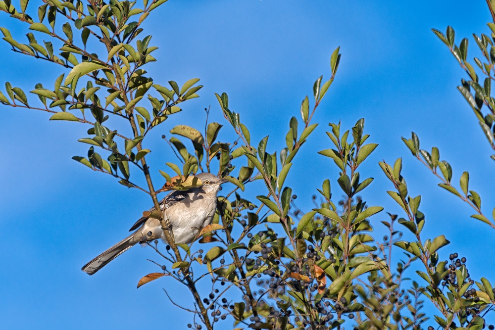 _DSC7137-Edit.jpg
