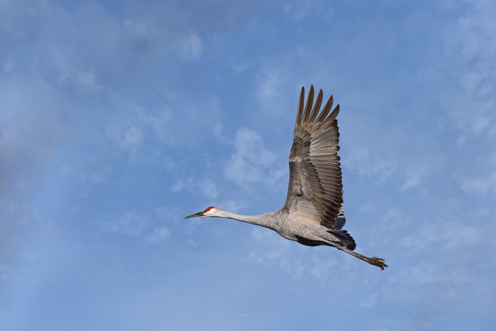 _DSC7139-Edit.jpg