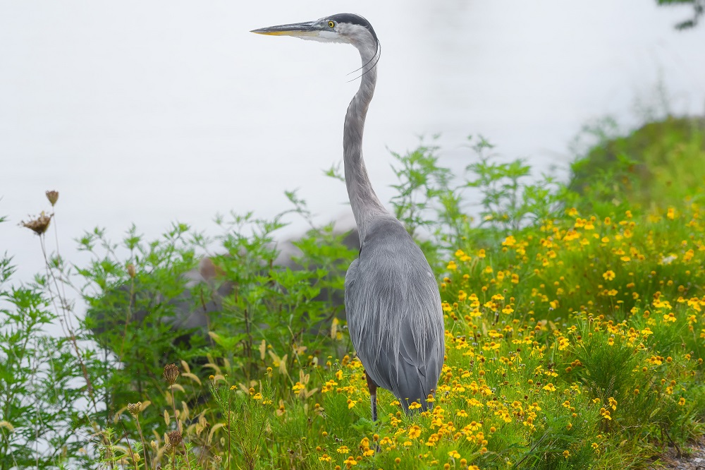 _DSC7186-Edit.jpg