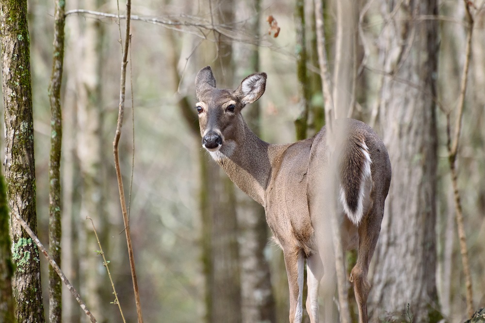 _DSC7234-Edit.jpg