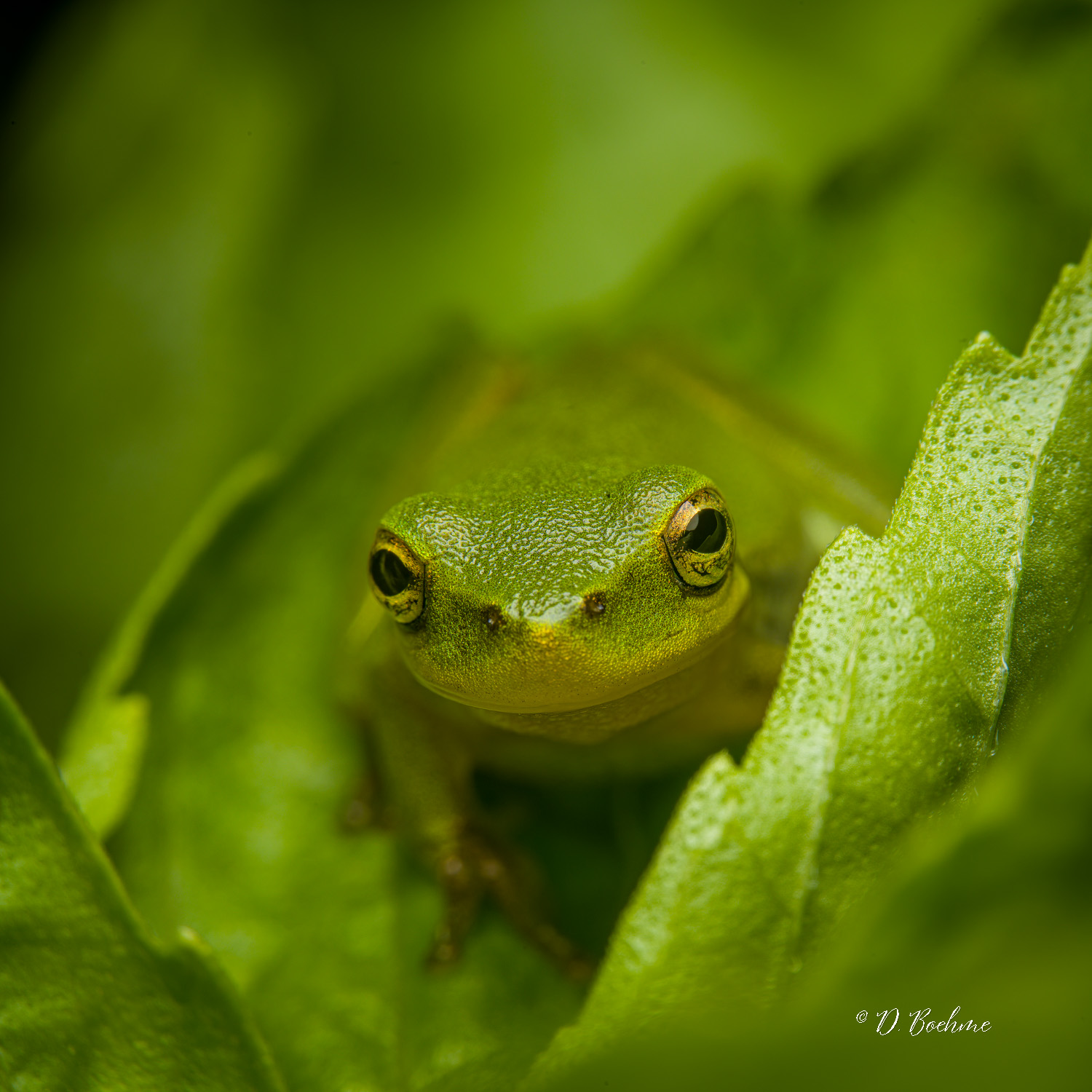 _DSC7248-SharpenAI-Focus-3.jpg