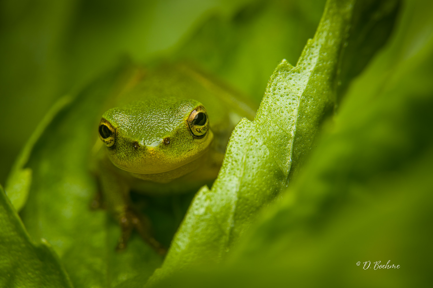 _DSC7248-SharpenAI-Focus.jpg