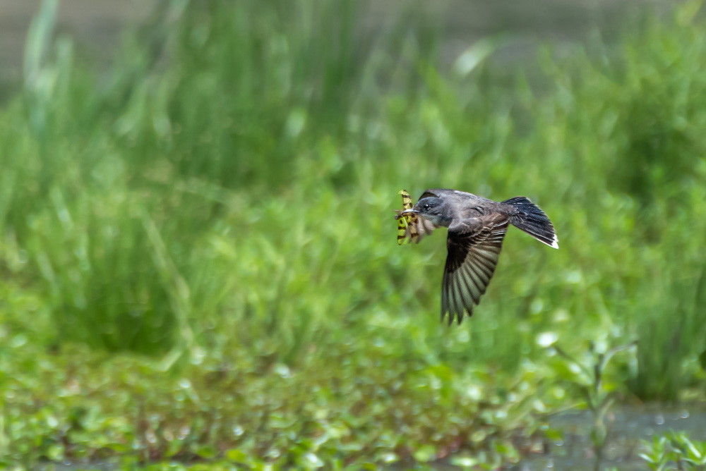 _DSC7270-Edit.jpg