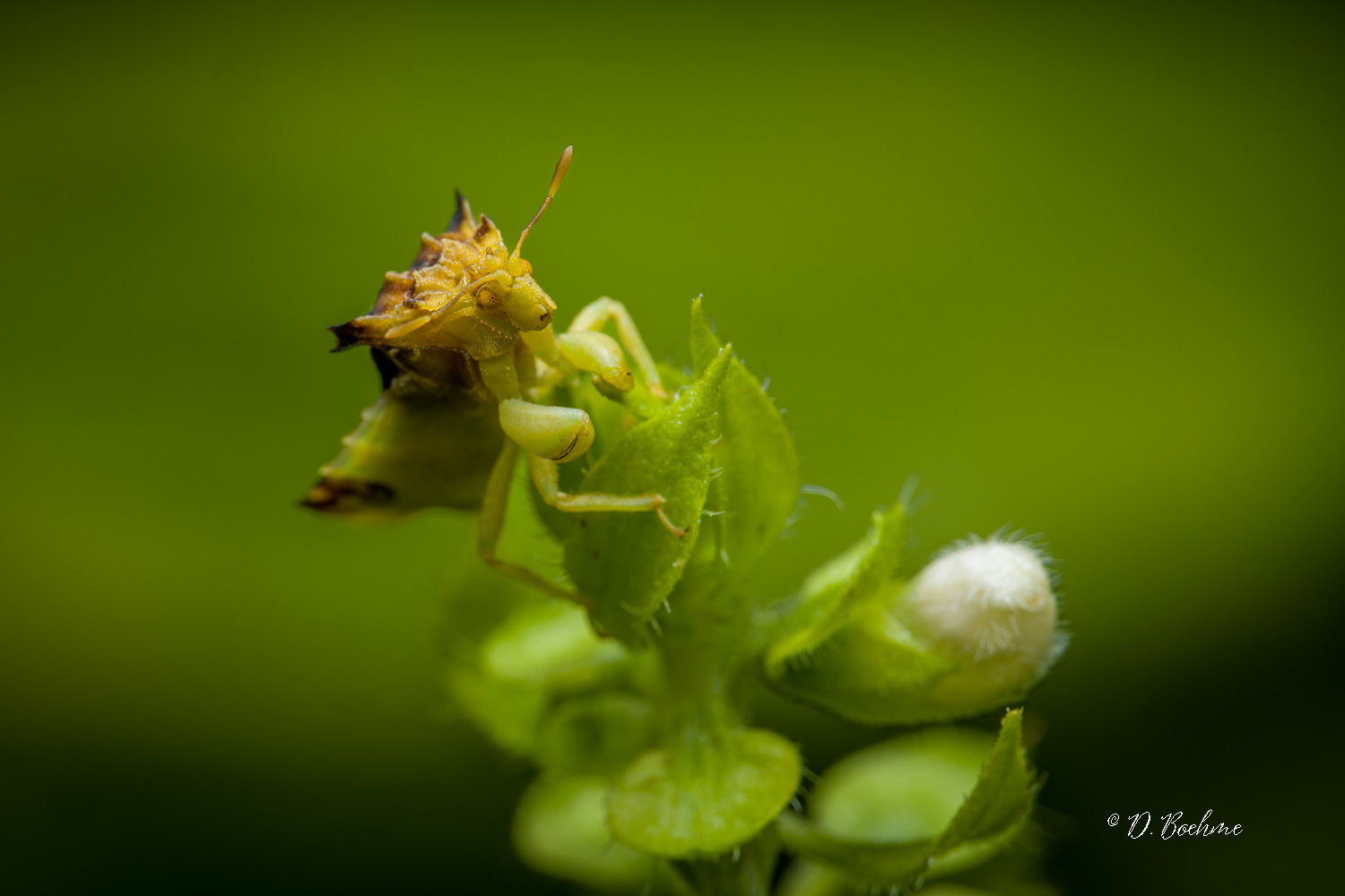 _DSC7306-SharpenAI-Focus.jpg