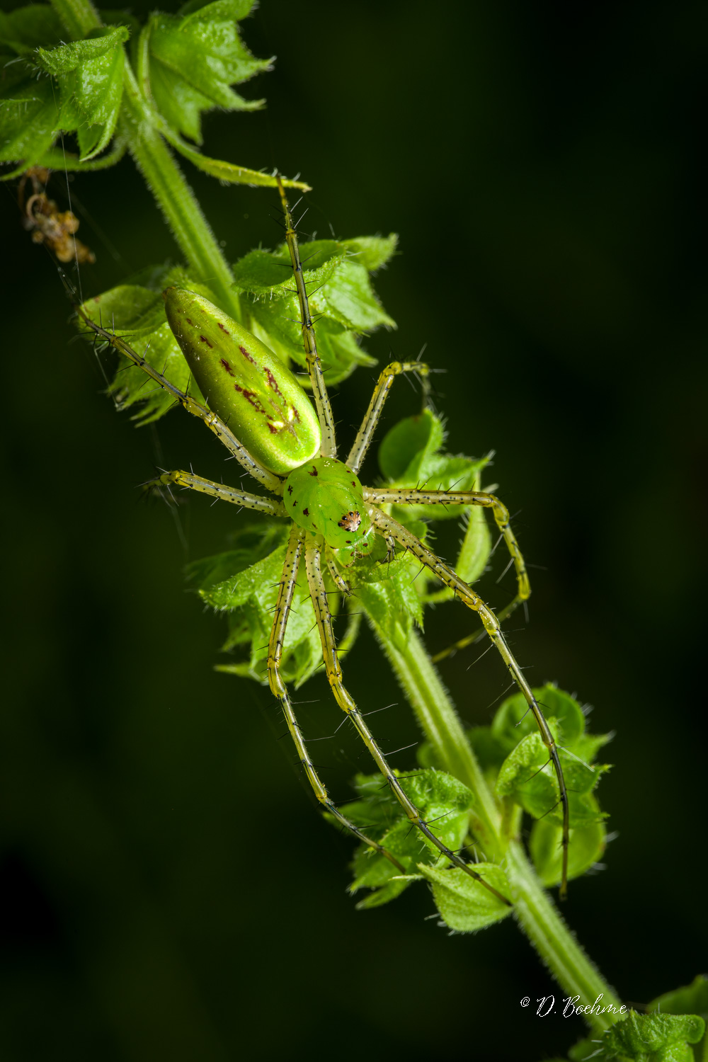 _DSC7439-SharpenAI-Focus.jpg