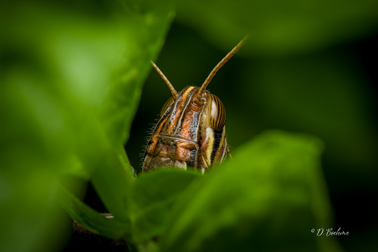 _DSC7446-SharpenAI-Focus.jpg