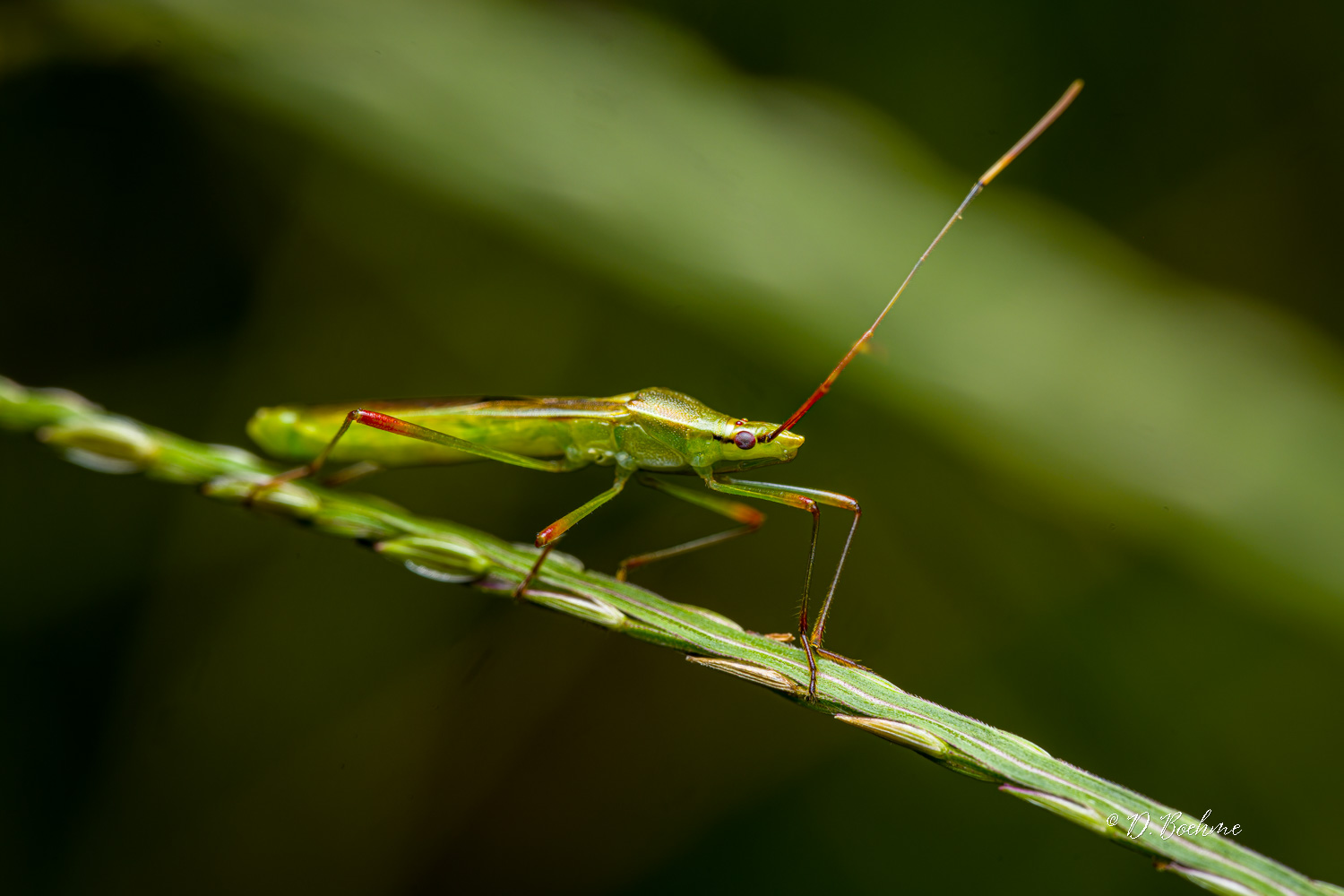 _DSC7526-SharpenAI-Focus.jpg