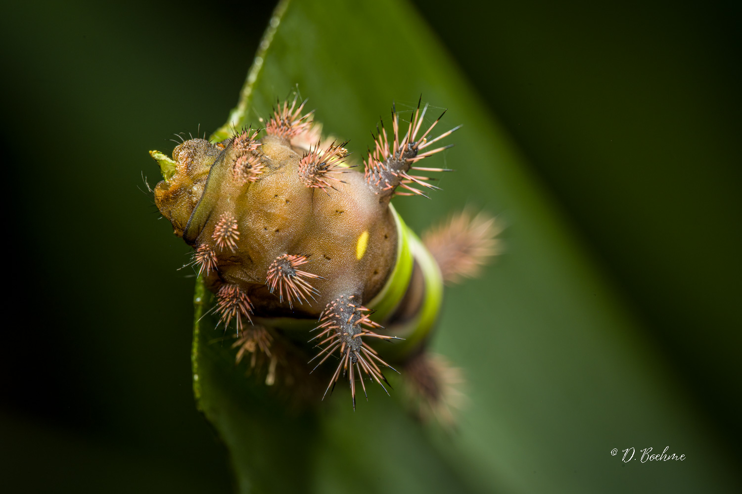 _DSC7537-SharpenAI-Focus.jpg