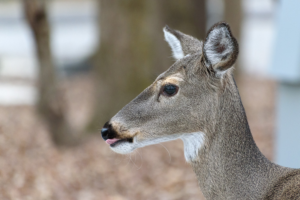 _DSC7547-Edit.jpg