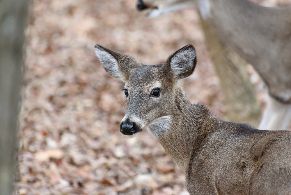 _DSC7549-Edit.jpg