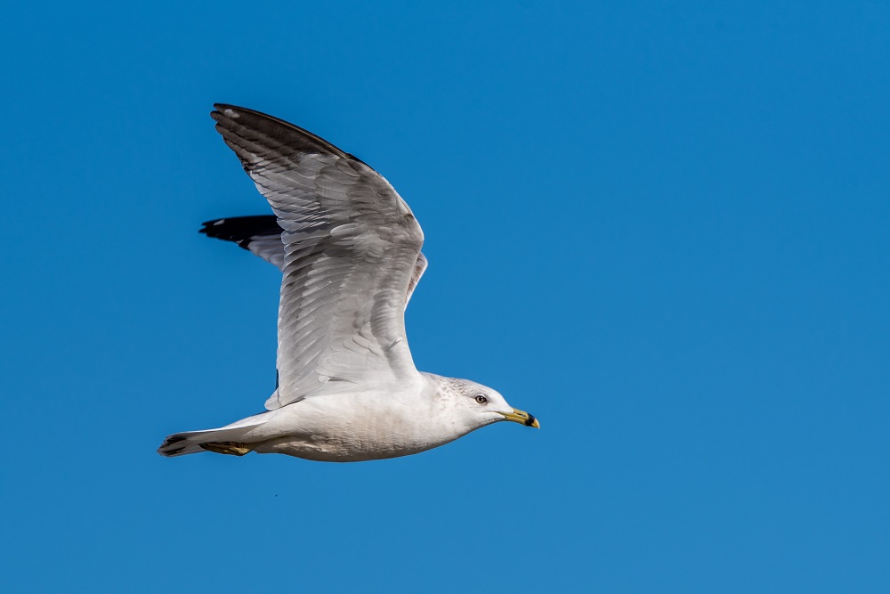 _DSC7696-Edit.jpg