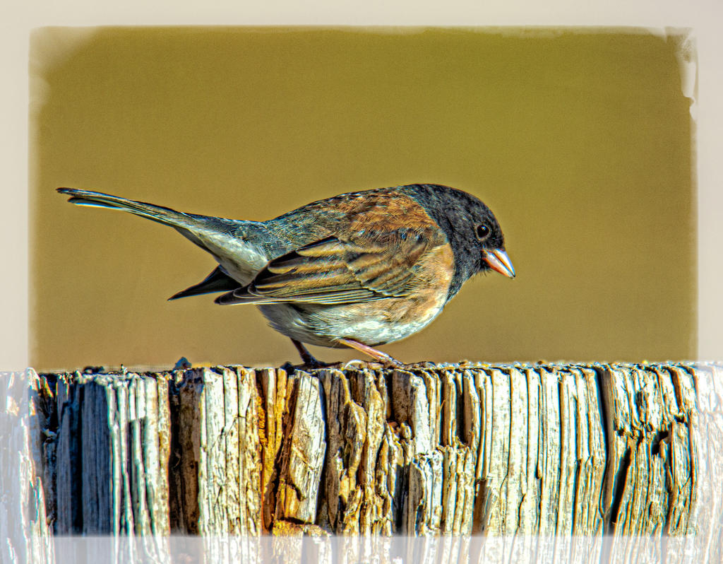 _DSC7751-Edit.jpg
