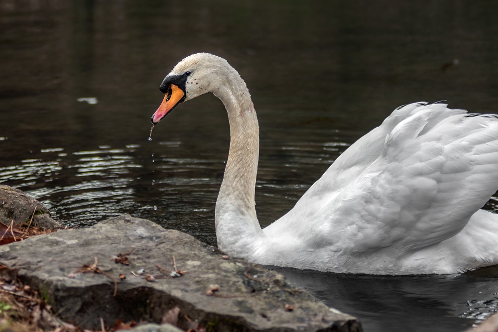 _DSC7884-Edit.jpg
