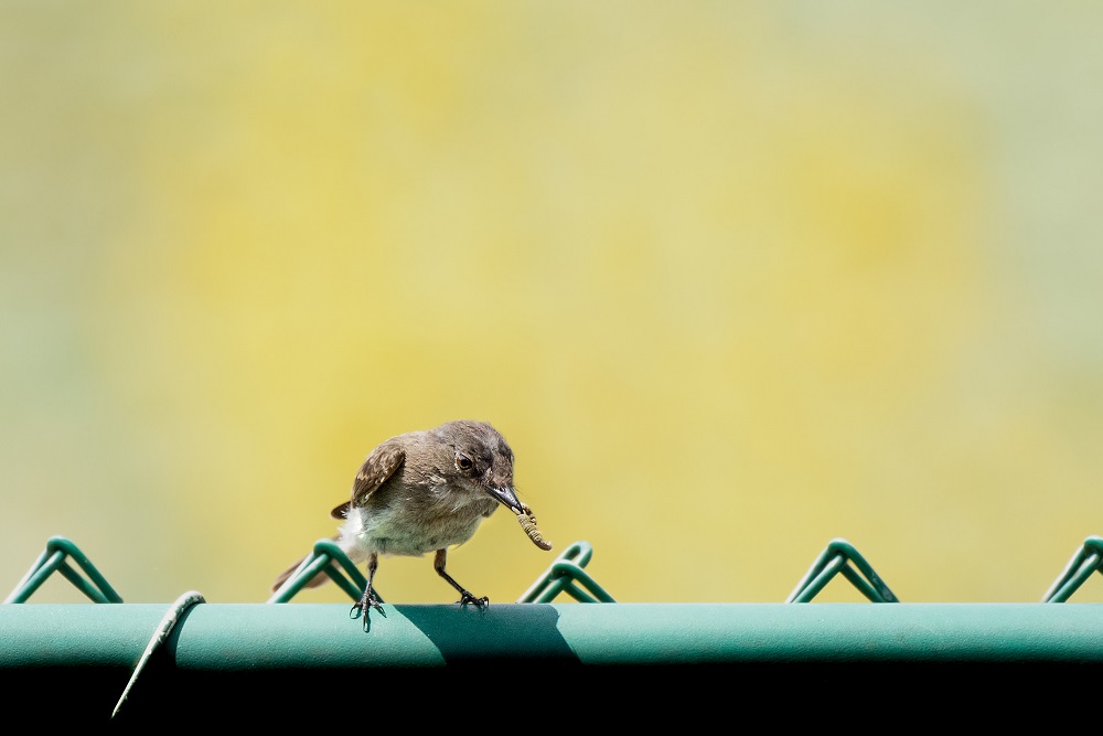 _DSC7950-Edit.jpg