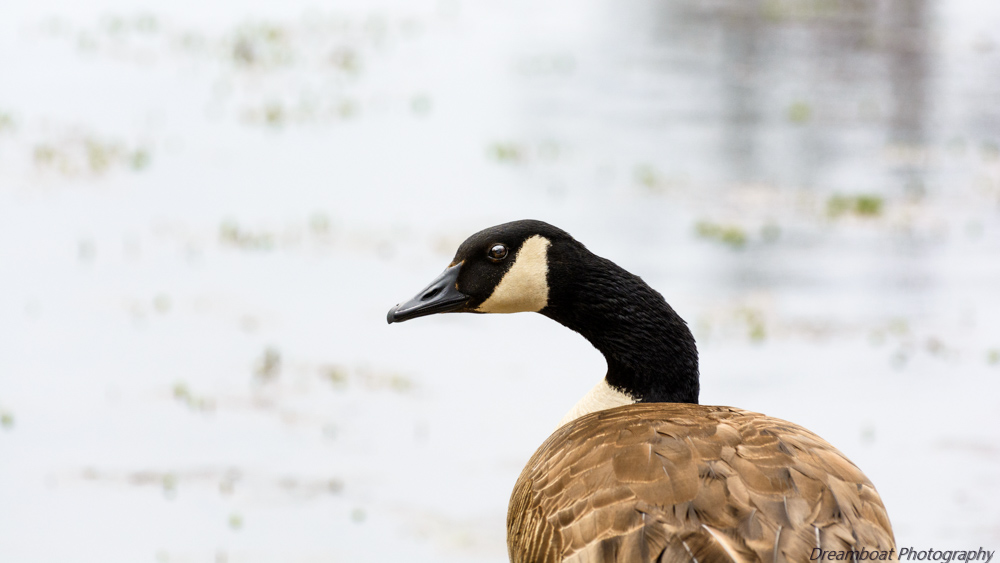 _DSC8007-Edit.jpg