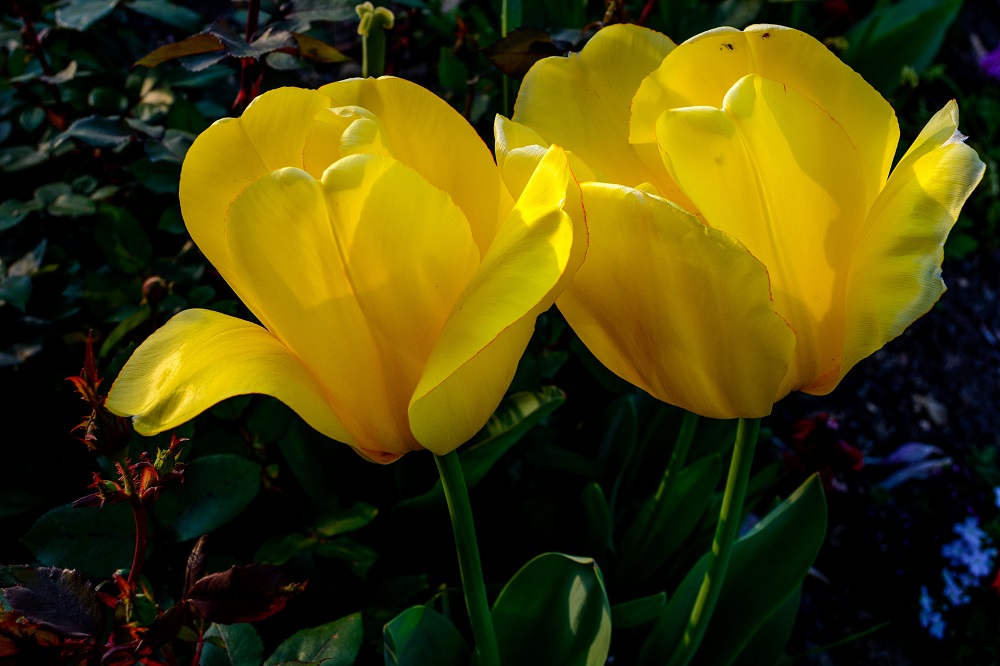 _DSC8042.jpg