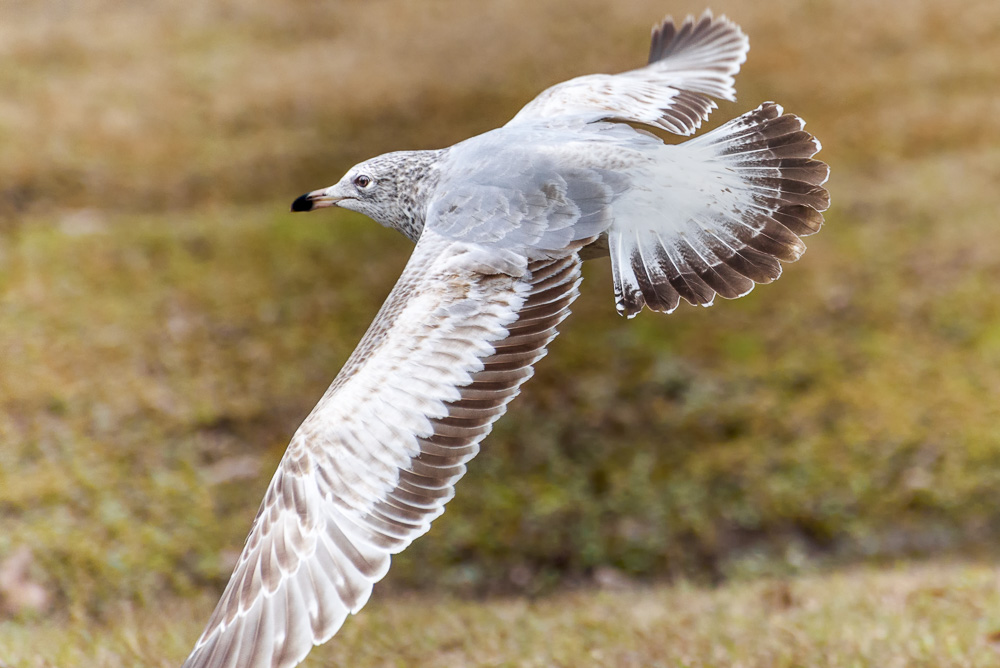 _DSC8047-Edit.jpg