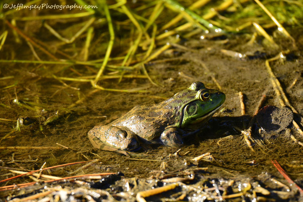 _DSC8058.jpg