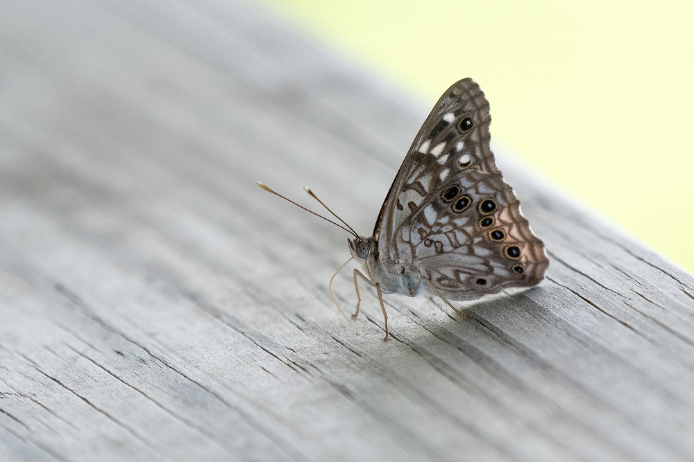 _DSC8071.jpg