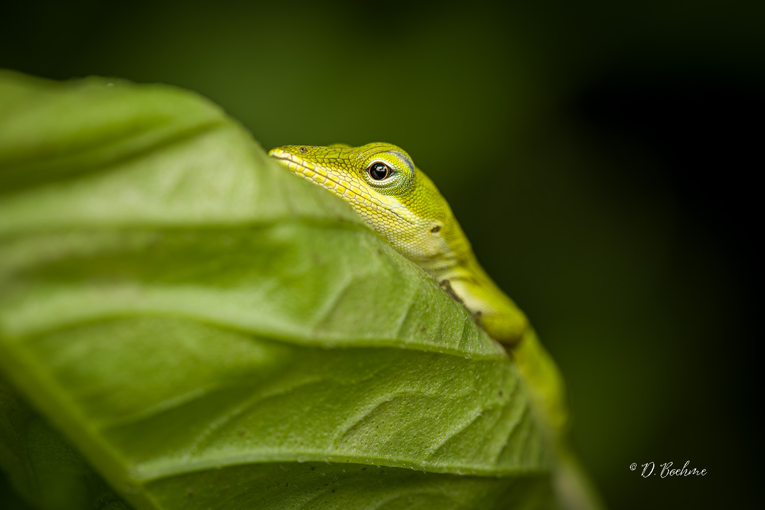 _DSC8104-SharpenAI-Focus.jpg
