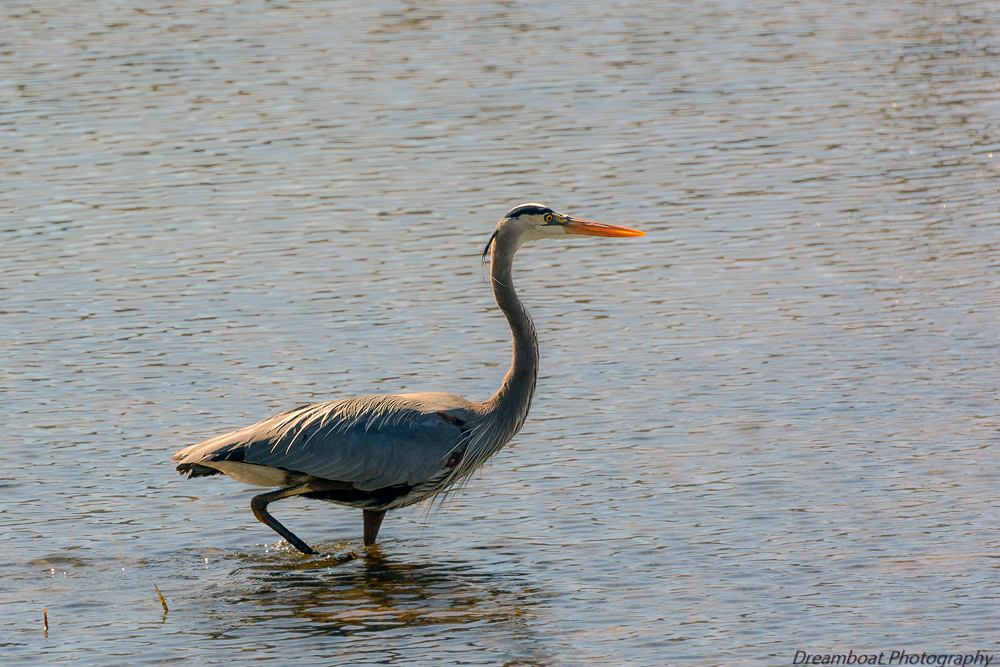 _DSC8125-Edit-2.jpg