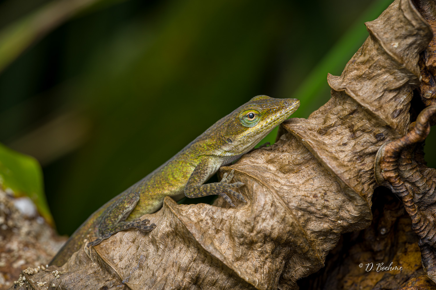 _DSC8215-SharpenAI-Focus.jpg