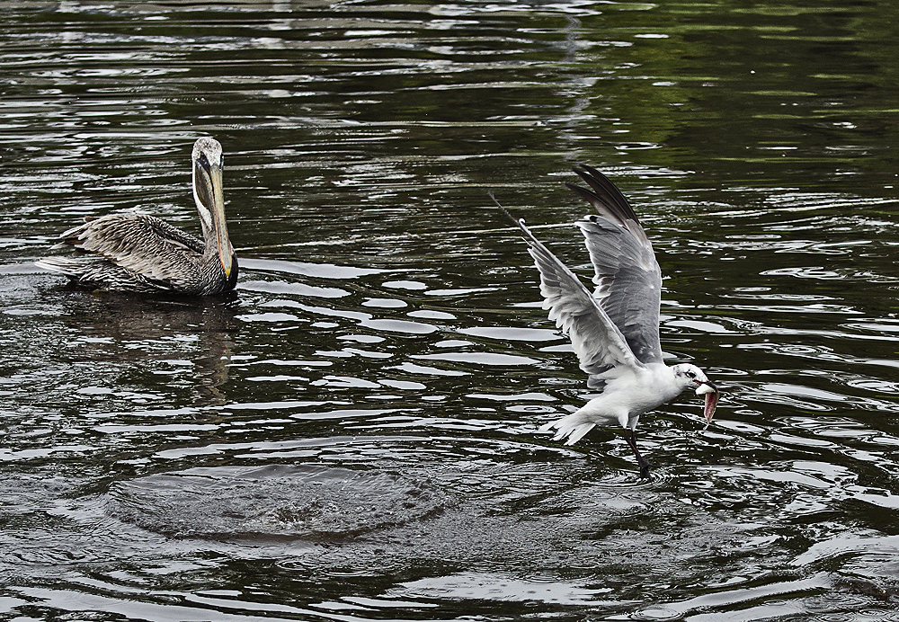 _DSC8265_2.jpg