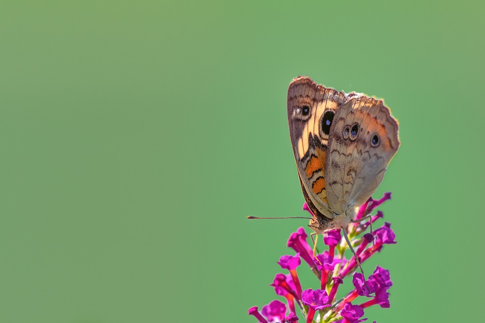 _DSC8278-Edit.jpg