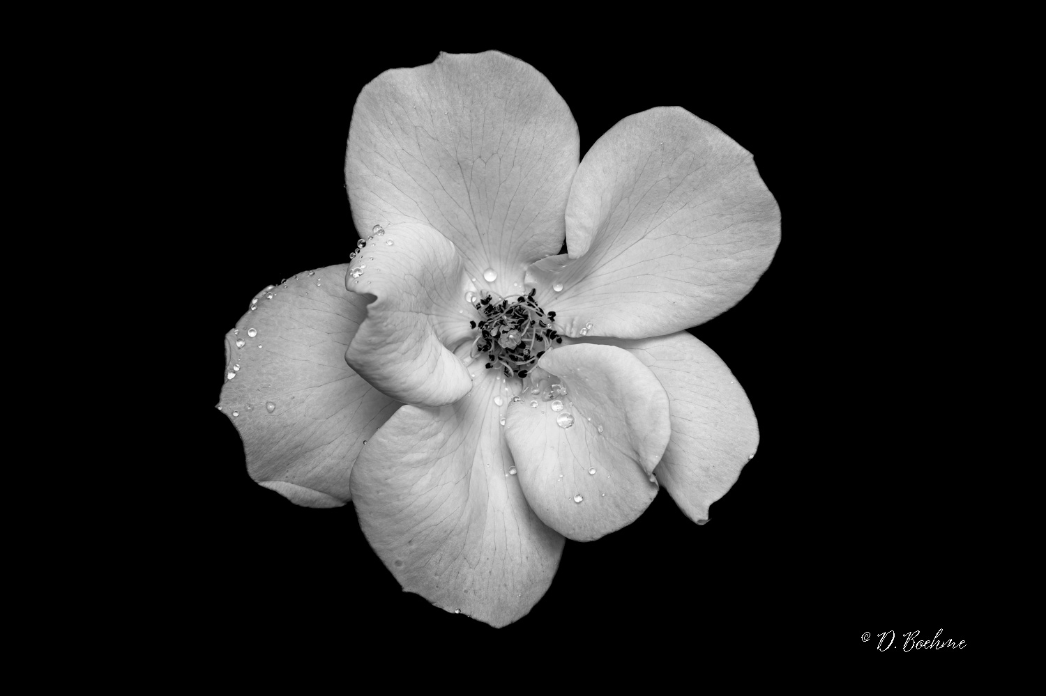 _DSC8280-SharpenAI-Focus-3.jpg