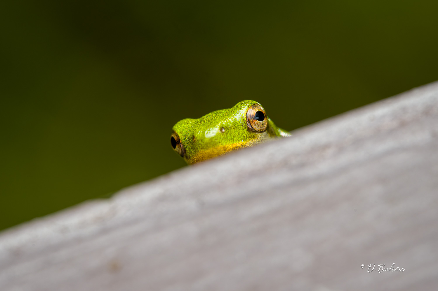 _DSC8298-SharpenAI-Focus.jpg