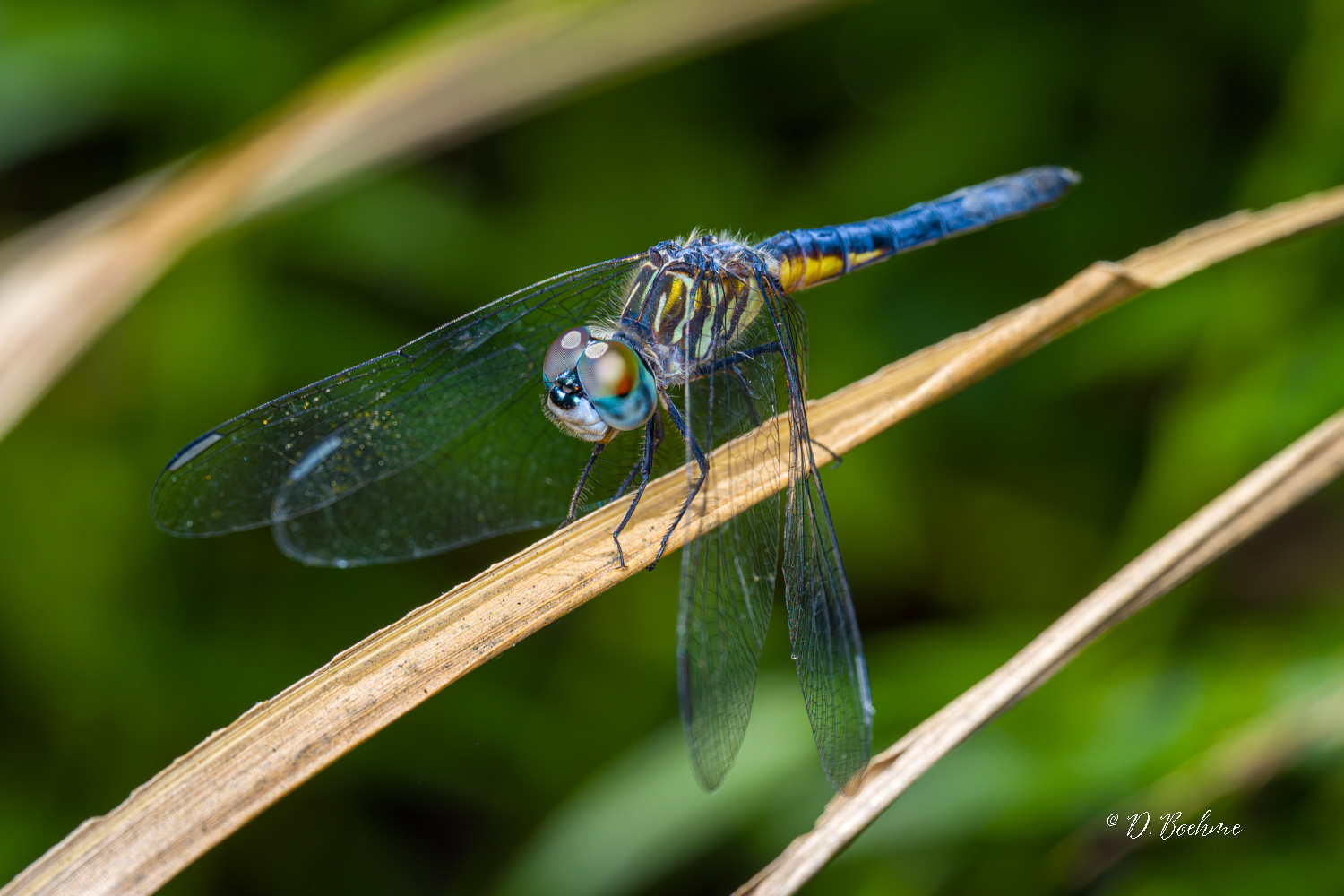 _DSC8306-SharpenAI-Focus.jpg