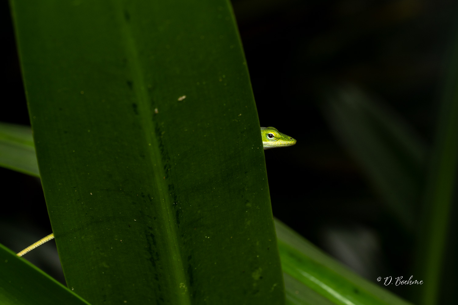 _DSC8370.jpg