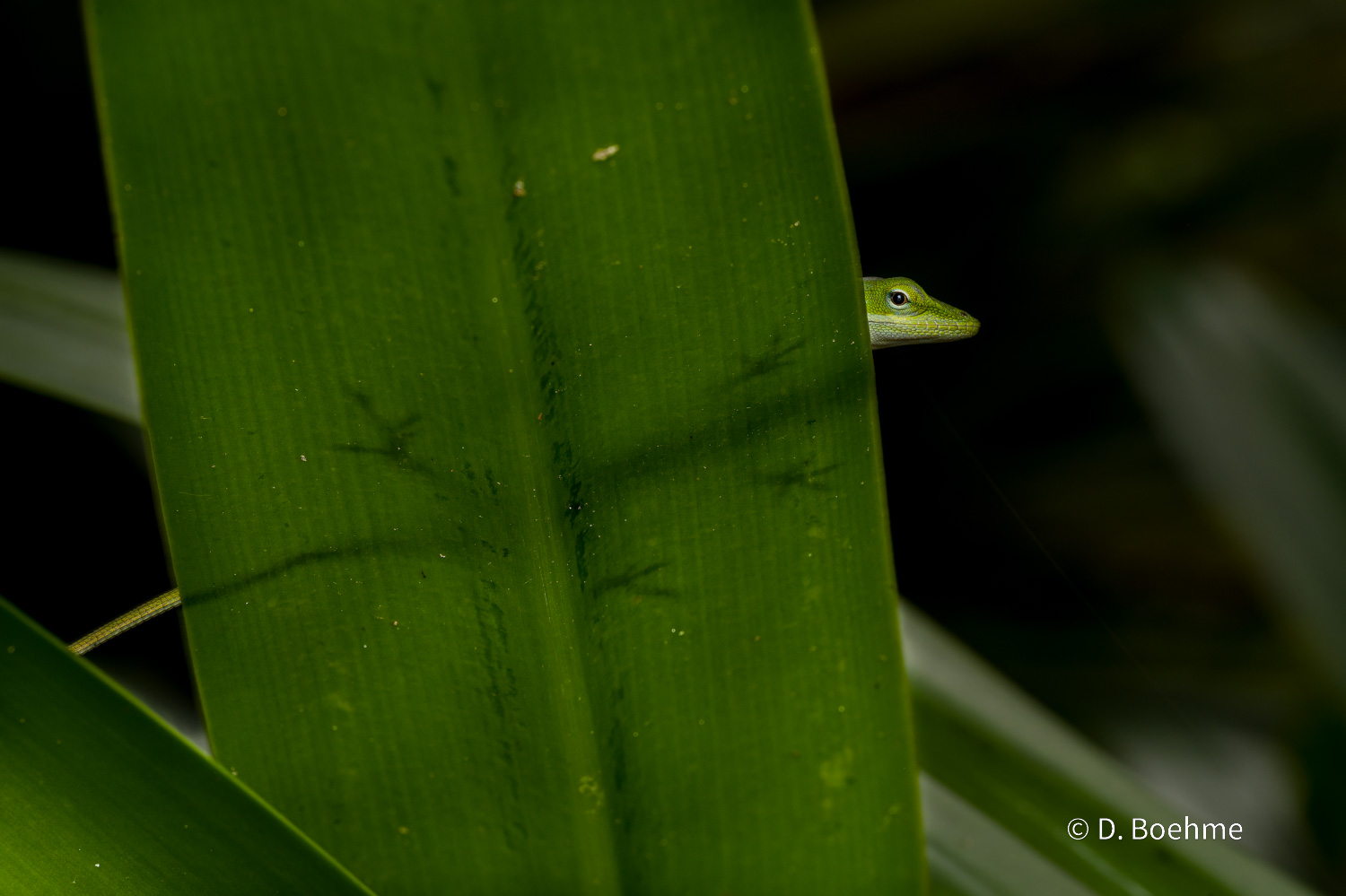 _DSC8371-SharpenAI-Focus.jpg