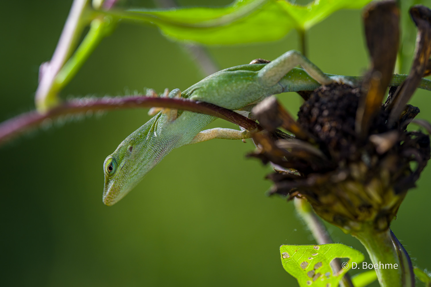 _DSC8390-SharpenAI-Focus (1).jpg