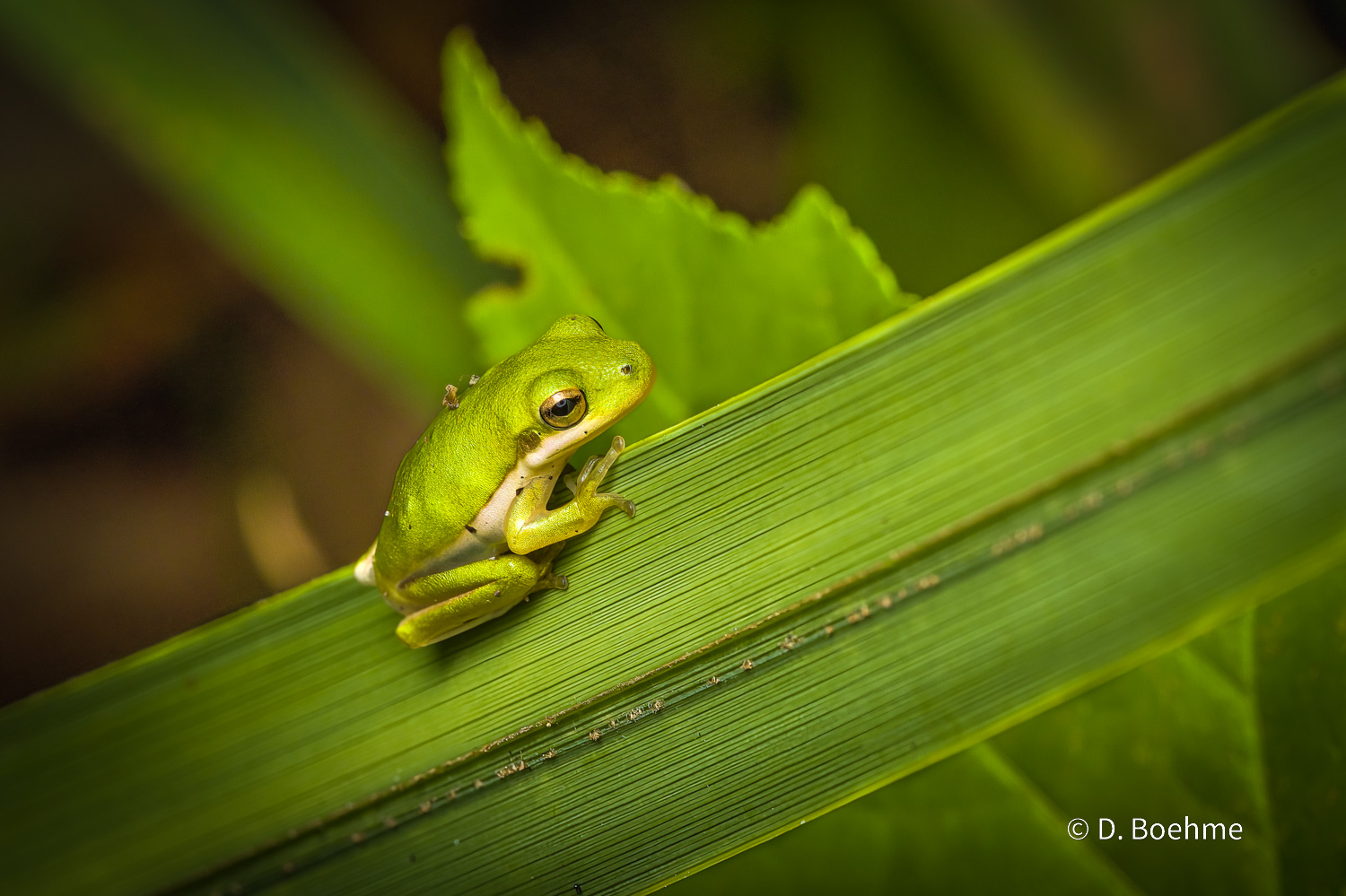 _DSC8450-SharpenAI-Focus.jpg