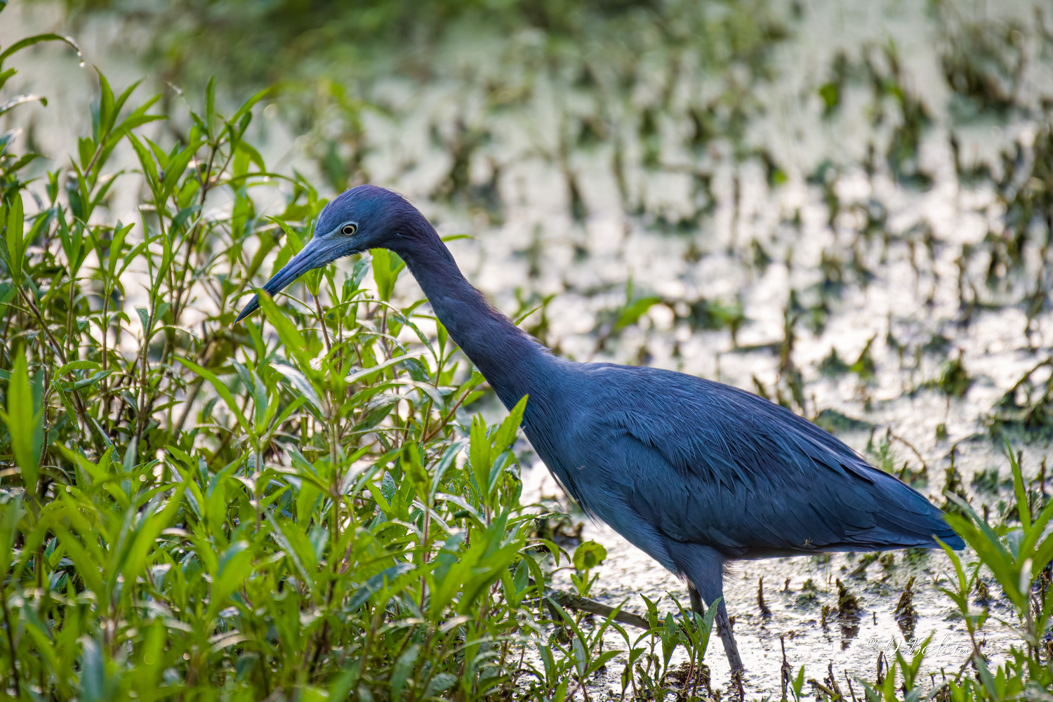_DSC8540-DeNoiseAI-low-light.jpg