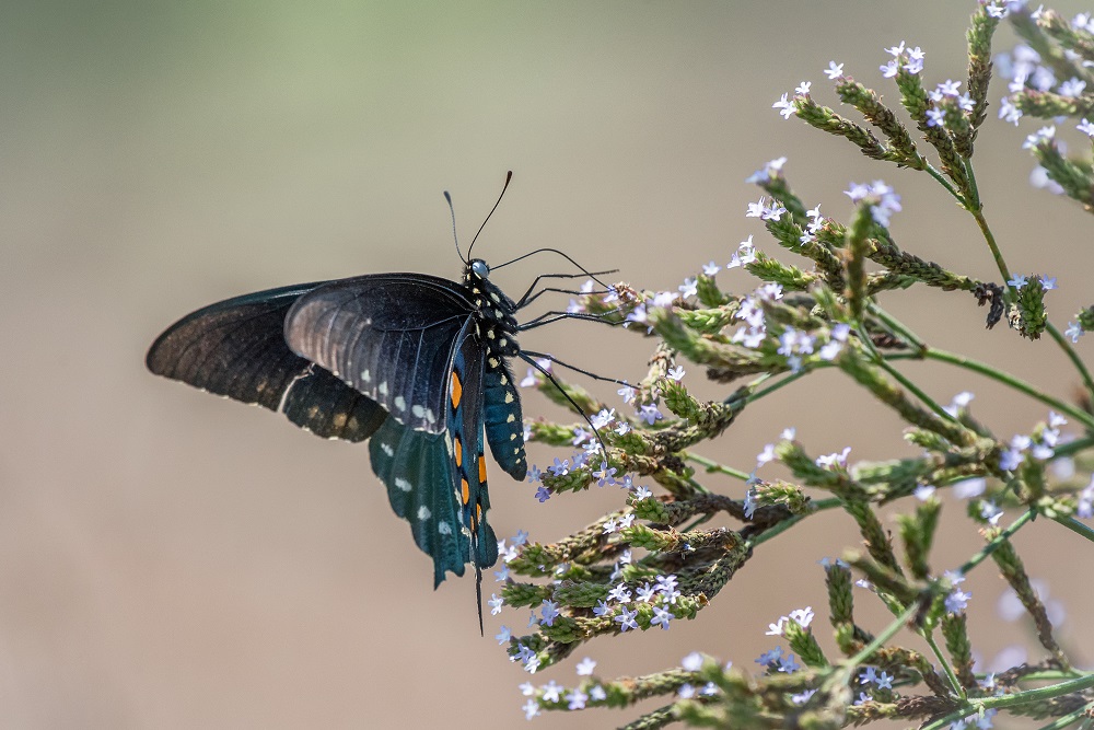_DSC8754-Edit.jpg
