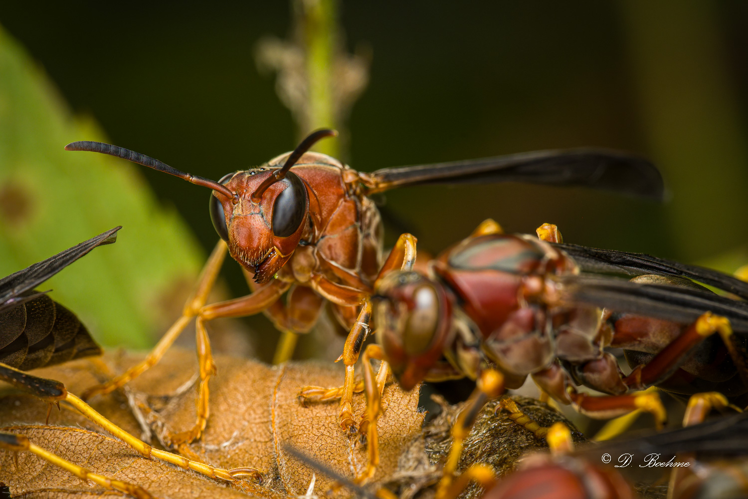 _DSC8806-SharpenAI-Focus-2.jpg