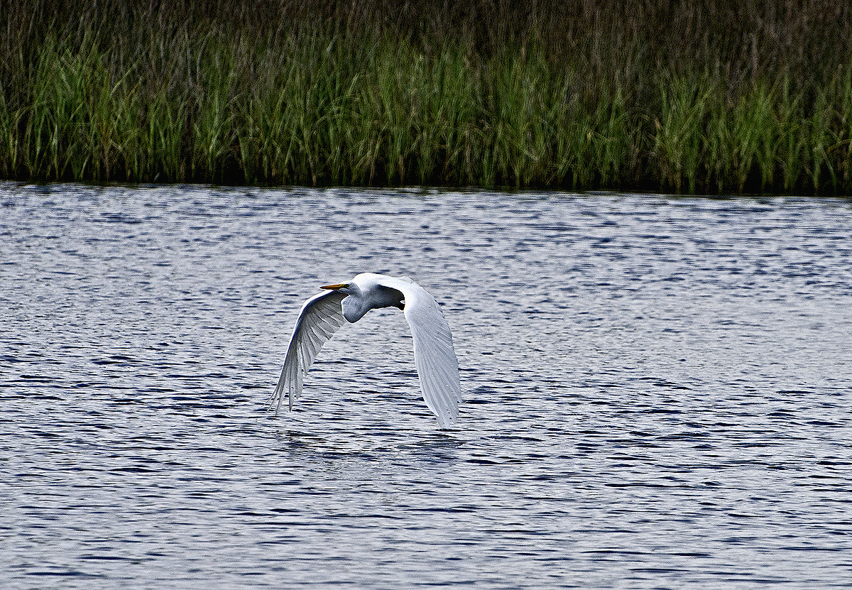 _DSC8872.jpg