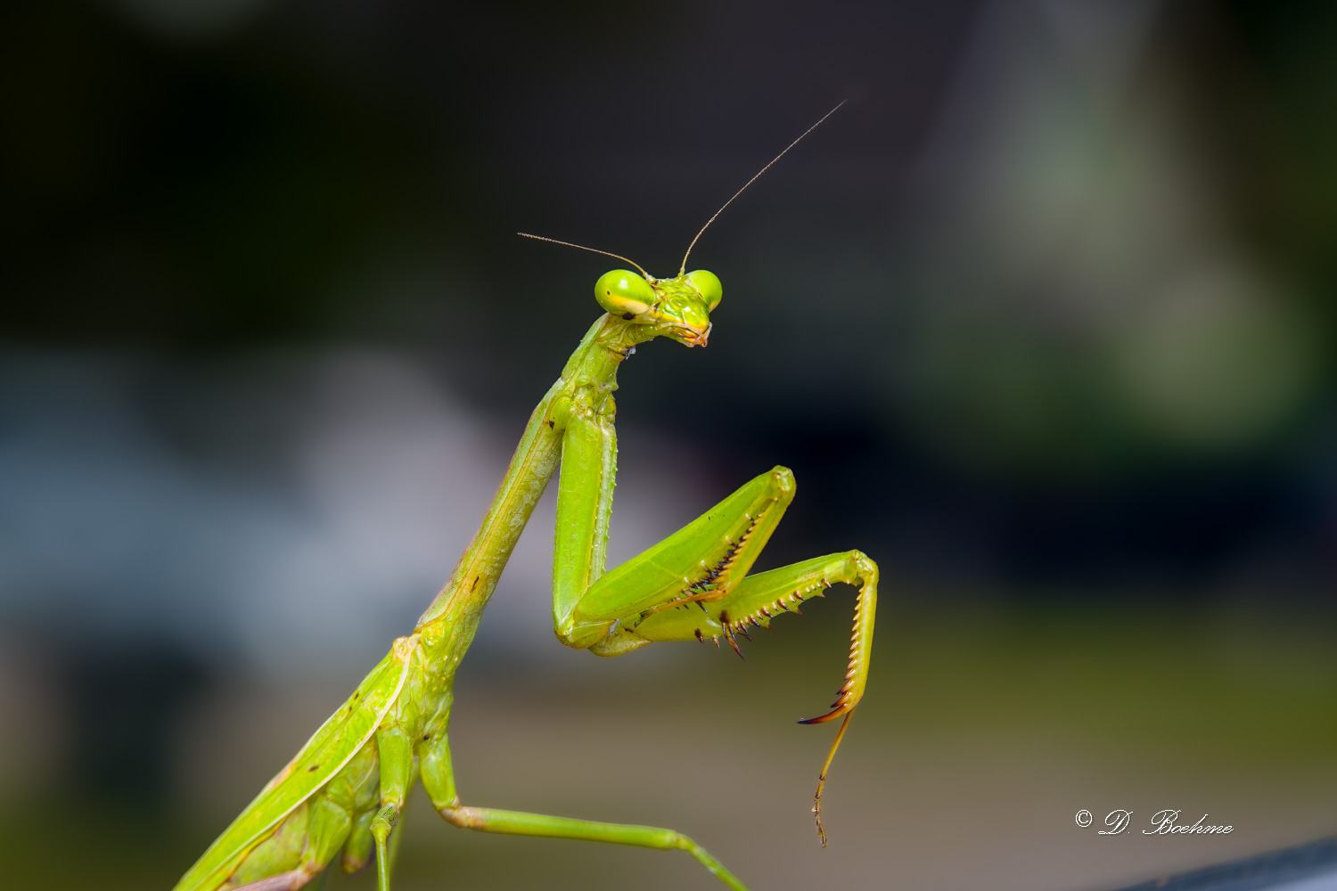 _DSC8896-SharpenAI-Focus.jpg
