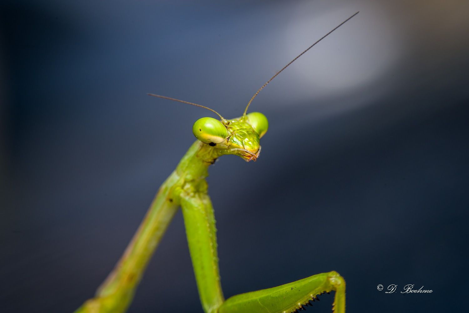 _DSC8902-SharpenAI-Focus.jpg