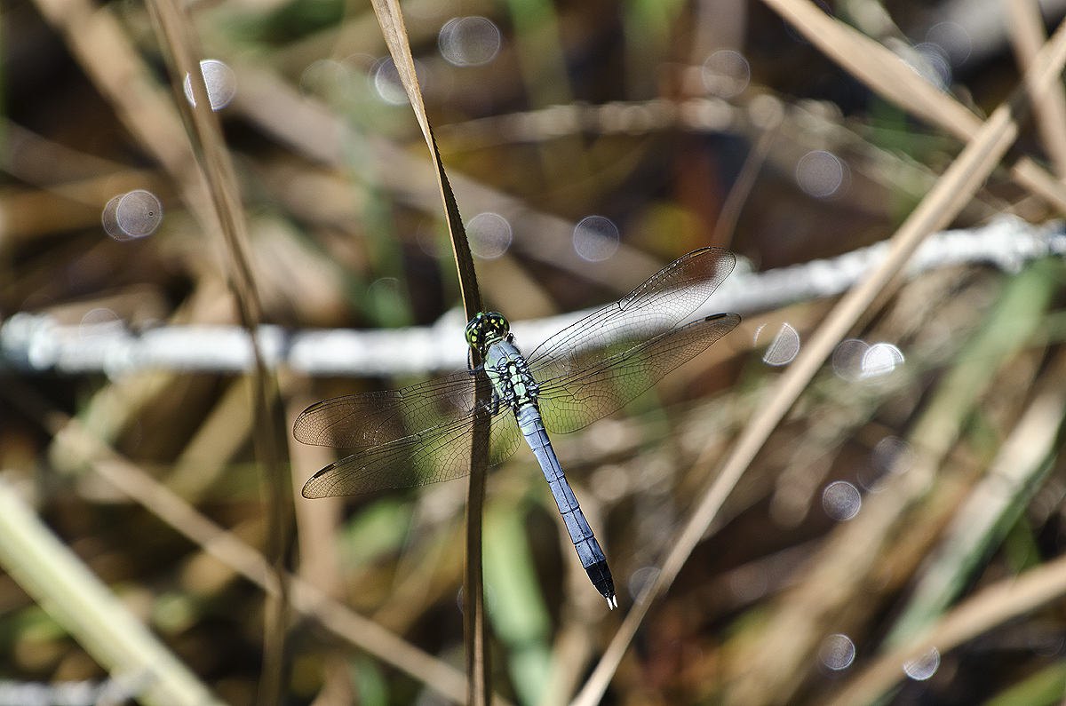 _DSC8962.jpg