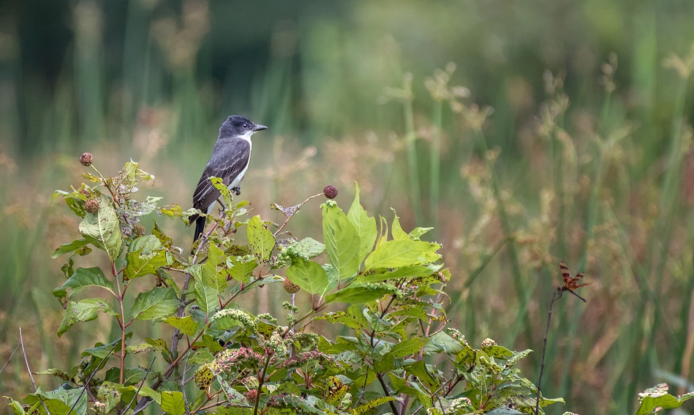 _DSC8964-Edit-2.jpg